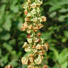 Attēlu rezultāti vaicājumam “Rumex crispus”