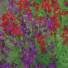 Attēlu rezultāti vaicājumam “Linaria loeselii flower”