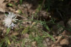 Attēlu rezultāti vaicājumam “Centaurea stoebe fruit”
