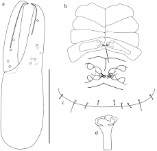 Attēlu rezultāti vaicājumam “Dictenidia bimaculata male”