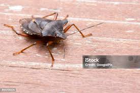 Attēlu rezultāti vaicājumam “Picromerus bidens”