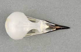 Image result for Sylvia hortensis