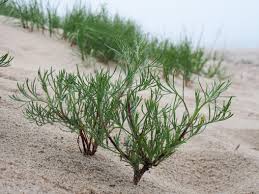 Attēlu rezultāti vaicājumam “Artemisia campestris”