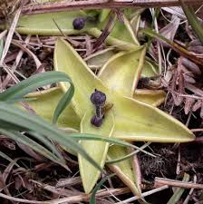 Attēlu rezultāti vaicājumam “Pinguicula vulgaris leaf”