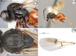 Attēlu rezultāti vaicājumam “Aulacidea hieracii”