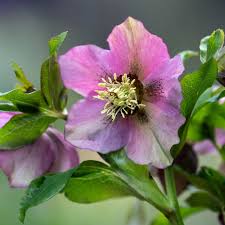 Image result for Christrose