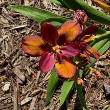 Image result for Pardancanda norrisii