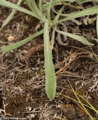 Attēlu rezultāti vaicājumam “Helichrysum arenarium bud”