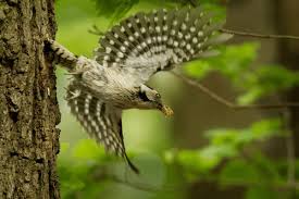 Attēlu rezultāti vaicājumam “Dendrocopos minor female”