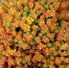 Attēlu rezultāti vaicājumam “Sedum sexangulare flower”