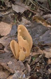 Attēlu rezultāti vaicājumam “Otidea onotica”