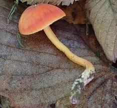 Attēlu rezultāti vaicājumam “Mucronella”