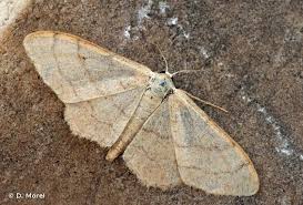 Attēlu rezultāti vaicājumam “Idaea straminata”