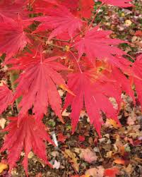 Attēlu rezultāti vaicājumam “Acer pseudosieboldianum”