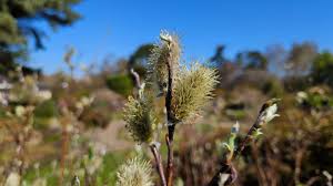 Attēlu rezultāti vaicājumam “Salix lapponum”
