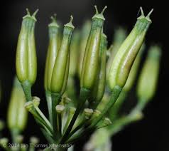 Attēlu rezultāti vaicājumam “Anthriscus sylvestris bud”
