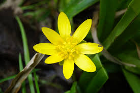 Attēlu rezultāti vaicājumam “Ficaria verna flower”