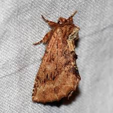 Attēlu rezultāti vaicājumam “Ptilodon capucina imago”