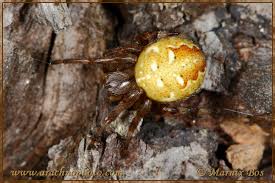 Attēlu rezultāti vaicājumam “Araneus quadratus male”