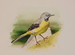 Attēlu rezultāti vaicājumam “Motacilla cinerea”