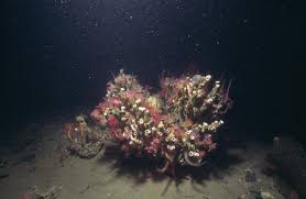 Attēlu rezultāti vaicājumam “Serpoleskea subtilis”