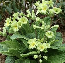 Attēlu rezultāti vaicājumam “Primula x margotae”