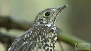 Attēlu rezultāti vaicājumam “Turdus viscivorus adult”