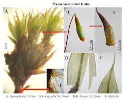 Attēlu rezultāti vaicājumam “Bryum caespiticium sporophyte”