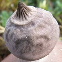 Attēlu rezultāti vaicājumam “Geastrum minimum”