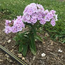 Image result for Phlox paniculata `Sweet Summer`