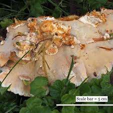 Attēlu rezultāti vaicājumam “Rigidoporus crocatus”