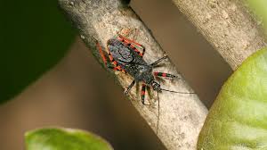 Attēlu rezultāti vaicājumam “Rhynocoris annulatus”