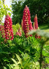 Attēlu rezultāti vaicājumam “Lupinus polyphyllus flower”
