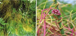 Attēlu rezultāti vaicājumam “Cuscuta europaea”