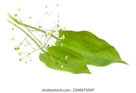 Attēlu rezultāti vaicājumam “Alisma plantago-aquatica leaf”