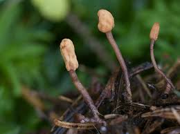 Attēlu rezultāti vaicājumam “Heyderia abietis”