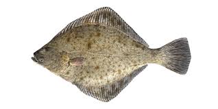 Image result for Platichthys flesus