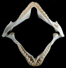 Image result for Squatina dumeril