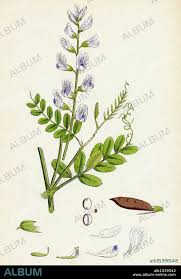 Attēlu rezultāti vaicājumam “Vicia sylvatica”