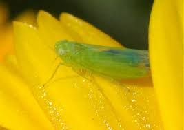 Attēlu rezultāti vaicājumam “Empoasca sp.”