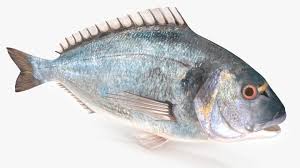 Image result for Sparus aurata
