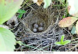 Attēlu rezultāti vaicājumam “Emberiza schoeniclus nest”