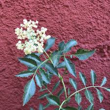 Attēlu rezultāti vaicājumam “Sambucus nigra”