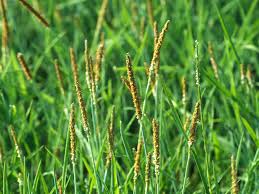 Attēlu rezultāti vaicājumam “Alopecurus aequalis”