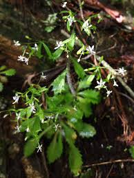 Attēlu rezultāti vaicājumam “Saxifragaceae”