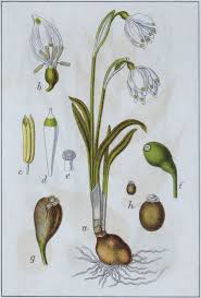 Attēlu rezultāti vaicājumam “Leucojum vernum var. carpathicum”