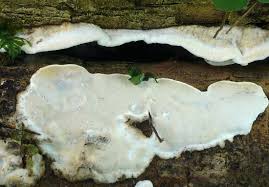 Attēlu rezultāti vaicājumam “Skeletocutis nivea”