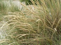 Attēlu rezultāti vaicājumam “Carex arenaria  fruit”