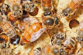 Attēlu rezultāti vaicājumam “Apis mellifera”