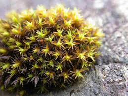 Attēlu rezultāti vaicājumam “Schistidium robustum”